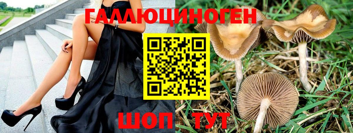 Псилоцибиновые грибы мицелий Новоалтайск